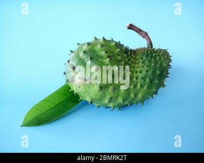 fruit soursop sur fond bleu. Soursop est le fruit d'Annona muricata, un arbre à feuilles larges, à fleurs et à feuilles persistantes. Banque D'Images