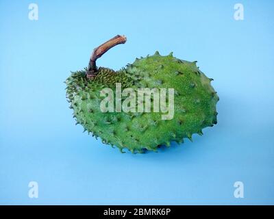 fruit soursop sur fond bleu. Soursop est le fruit d'Annona muricata, un arbre à feuilles larges, à fleurs et à feuilles persistantes. Banque D'Images