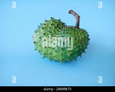 fruit soursop sur fond bleu. Soursop est le fruit d'Annona muricata, un arbre à feuilles larges, à fleurs et à feuilles persistantes. Banque D'Images