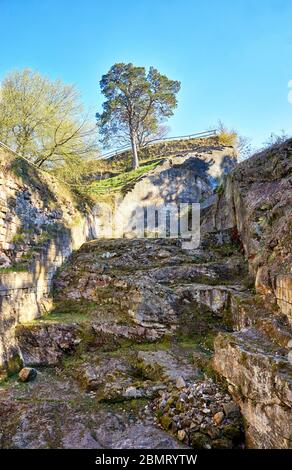 Un arbre sur un vieux rocher au château de Regenstein ruines à Blankenburg. Parc national de Harz. Saxe-Anhalt, Allemagne. Banque D'Images