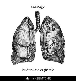 Poumons. Icône réaliste dessinée à la main des organes internes humains. Art de gravure style d'esquisse. Concept de conception pour vos projets médicaux post-viral Illustration de Vecteur