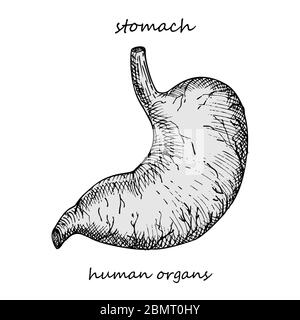 Estomac. Icône réaliste dessinée à la main des organes internes humains. Gravure art. Style d'esquisse. Concept de conception pour vos projets médicaux post-viral Illustration de Vecteur