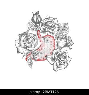 Estomac avec bouquet de roses icône réaliste dessinée à la main d'organe interne humain et cadre de fleur. Gravure art. Style d'esquisse. Concept de conception pour le médical Illustration de Vecteur