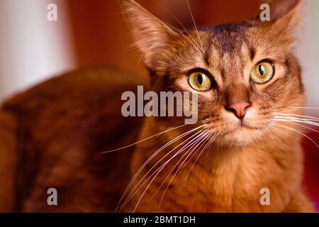 Portrait de chat somalien aux teintes chaudes et ensoleillées Banque D'Images