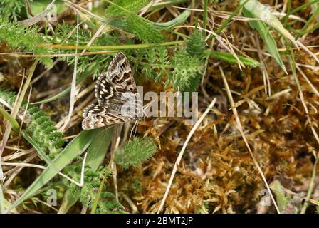 Une belle mère Shipton Moth, Callistege mi, qui perchent sur une plante près du sol. Banque D'Images