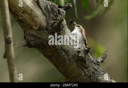 Un beau Treecreeper, Certhia familiaris, qui perche sur le côté d'un arbre avec un bec plein d'insectes qu'il va nourrir à ses bébés en un n. Banque D'Images