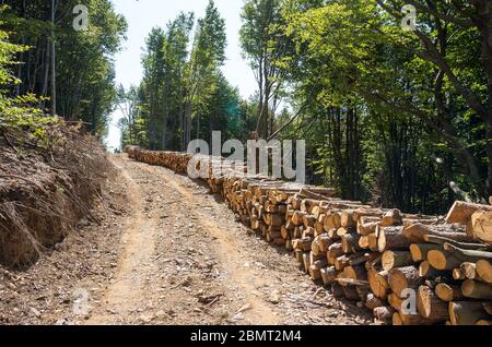 Thème de l'agriculture et de la foresterie. Des piles de bois le long de la route forestière. Banque D'Images