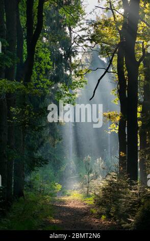 Rayons de soleil sur un chemin dans une forêt, un matin brumeux au printemps, un paysage de fées Banque D'Images