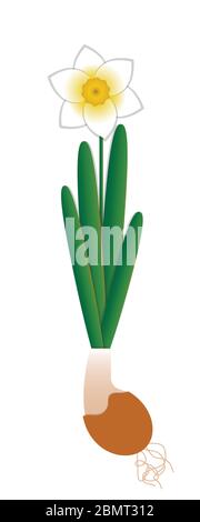 Narcisse fleurit dans un pot en céramique. Plante entièrement avec fleur, feuilles, bulbe, racines. Arrière-plan blanc. Illustration de Vecteur