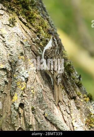 Un beau Treecreeper, Certhia familiaris, qui perche sur le côté d'un arbre avec un bec plein d'insectes qu'il va nourrir à ses bébés en un n. Banque D'Images