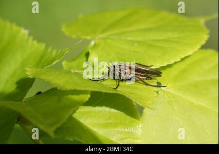 Une mouche du Dagger, Emmis tessellata, reposant sur un réchauffement des feuilles au soleil du matin. Banque D'Images