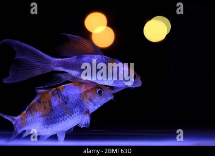 Une paire de poissons dans l'aquarium, photographiée avec un magnifique bokeh sur fond noir Banque D'Images