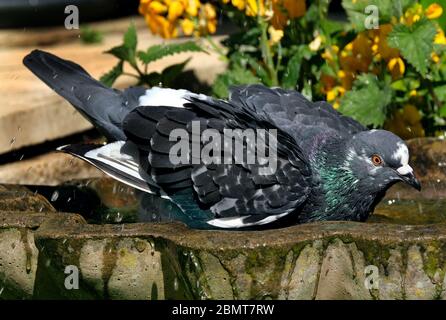 pigeons sauvages se lavant dans la maison urbaine jardin d'oiseaux bain pour se rafraîchir. Banque D'Images