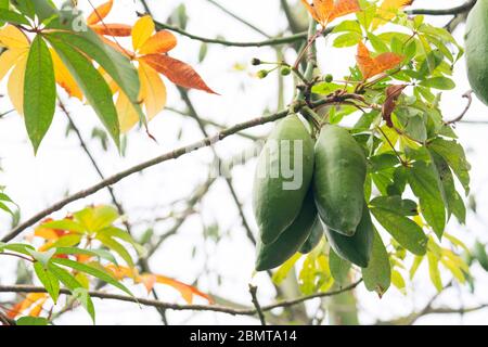 Gros plan des fruits Ceiba sur l'arbre Banque D'Images