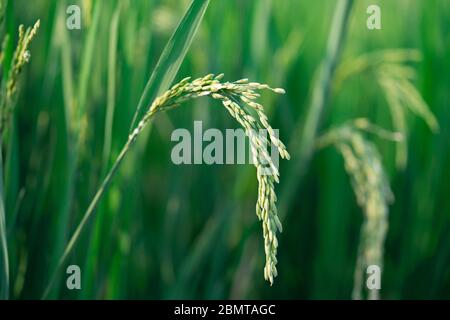 gros plan de l'oreille de riz dans le champ de riz vert Banque D'Images