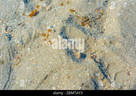 Sable sur une plage contenant des coquillages et des musettes écrasés. Banque D'Images