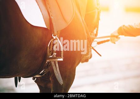 Un homme tient les rênes d'un cheval de course Bay vêtu d'équipement sportif et éclairé par la lumière du soleil. Banque D'Images