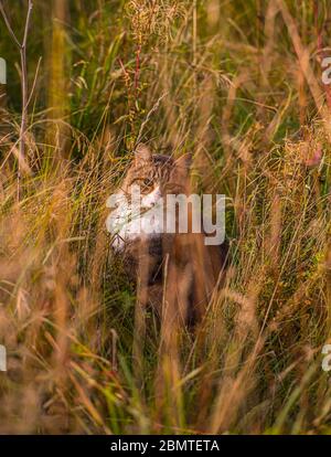 Un chat de forêt norvégien assis dans l'herbe haute. Banque D'Images