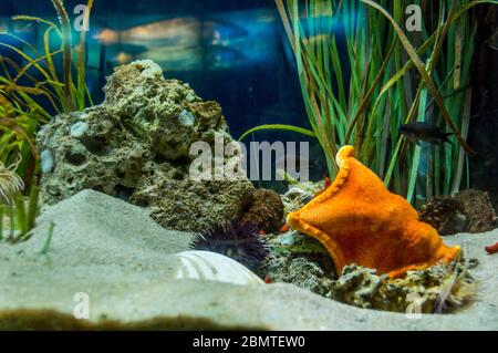 Magnifique aquarium de sel poissons nageant autour Banque D'Images