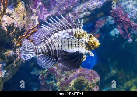 Magnifique aquarium de sel poissons nageant autour Banque D'Images
