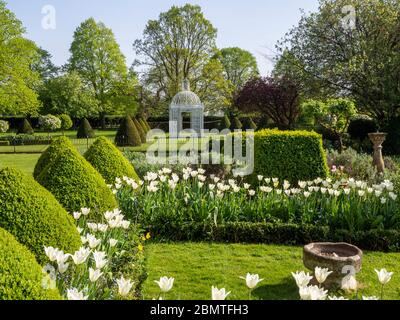 Le parterre et la pagode blanche aux Chenies Manor Gardens, Buckinghamshire.in printemps 2020, encadrés par des tulipes de Triumphator de whire et des buissons coniques. Banque D'Images