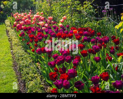 Bordure plantée de tulipes roses et bordeaux colorées au Chenies Manor en avril. 2020. Ancraciet, Apricot Foxx et Mascara tulipe au soleil. Banque D'Images