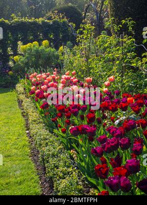 Bordure plantée de tulipes roses et bordeaux colorées au Chenies Manor en avril. 2020. Ancraciet, Apricot Foxx et Mascara tulipe au soleil. Banque D'Images