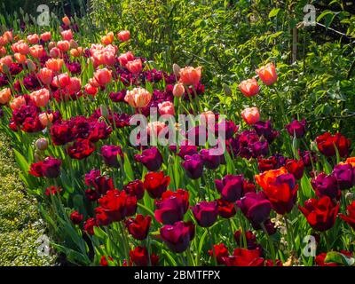 Bordure plantée de tulipes roses et bordeaux colorées au Chenies Manor en avril. 2020. Ancraciet, Apricot Foxx et Mascara tulipe au soleil. Banque D'Images