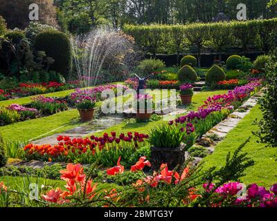 Arroser les lits de tulipes vibrants lors d'un après-midi d'avril dans le jardin en contrebas, Chenies Manor. L'étang ornemental et la sculpture de plongeur au centre. Banque D'Images