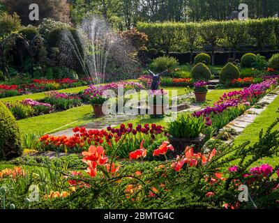 Arroser les lits de tulipes vibrants lors d'un après-midi d'avril dans le jardin en contrebas, Chenies Manor. L'étang ornemental et la sculpture de plongeur au centre. Banque D'Images