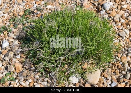 Purslane de mer (Sesuvium portulacastrum). Banque D'Images