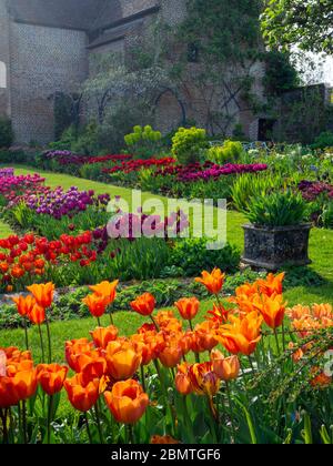 Chenies Manor, jardin en contrebas, tulipes vives. Vue portrait avec bâtiment Pavillon restauré en arrière-plan. Pétales de couleur orange, rouge, violet et mauve rétroéclairés. Banque D'Images