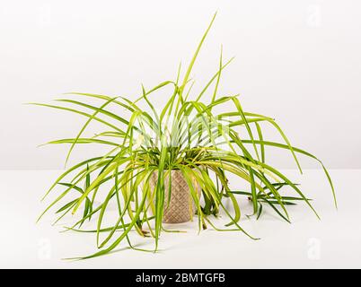 Plante araignée, Chlorophytum comosum, dans un pot violet. Banque D'Images
