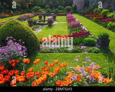 Chenies Manor jardin en contrebas avec tuyau, tulipes vives et pavillon Tudor en arrière-plan. Pétales, étang et marches orange, rouge, violet et mauve rétroéclairés Banque D'Images