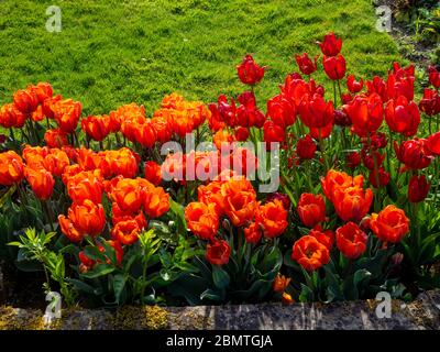Tulipes rouges et orange brillantes en pleine fleur rétro-éclairé par la lumière du soleil d'avril au jardin submergé de Chenies Manor. Variétés 'Prinses Irene' et 'Orange Cassini'. Banque D'Images