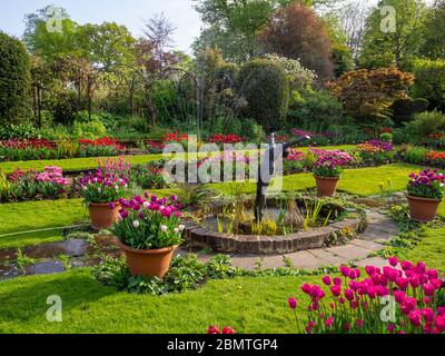 Arroser les lits de tulipes vibrants lors d'un après-midi d'avril dans le jardin en contrebas, Chenies Manor. L'étang ornemental et la sculpture de plongeur au centre. Banque D'Images