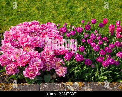 Joli double tulipes roses et mauves plantées dans le jardin submergé de Chenies Manor.Tulipa Reine de Marvel, Backpacker et ballade contre l'herbe verte fraîche. Banque D'Images