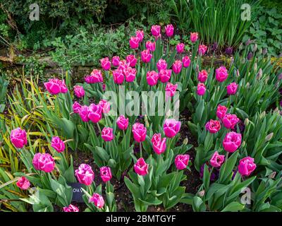 Une seule variété d'un Louvre Tulipa plantée en masse au jardin en contrebas de Chenies Manor. Joli présentoir de tulipes mauve pâle. Banque D'Images