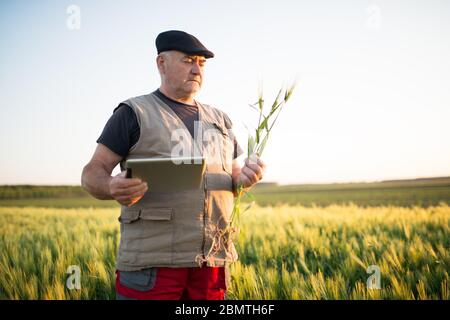 Agriculteur senior debout dans le champ de blé tenant le comprimé dans sa main et examinant la récolte. Banque D'Images