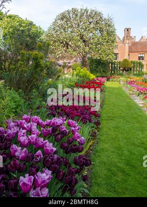 Longue frontière de tulipes menant à Chenies Manor House, avec pommier Bramley encore sous le soleil de l'après-midi à la fin avril 2020. Des violets rouges le long d'un chemin. Banque D'Images