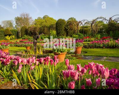 Jardin en contrebas, Chenies Manor avec étang ornemental, Alan Biggs sculpture d'un plongeur, entouré de tulipes de différentes nuances de rose et de pourpre. Banque D'Images