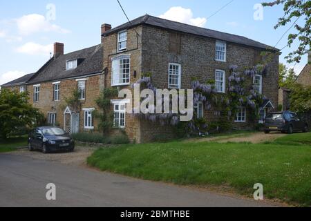 Wisteria en pleine floraison sur les murs de Old Clock Cottage dans le nord du village d'Oxfordshire de Swerford Banque D'Images