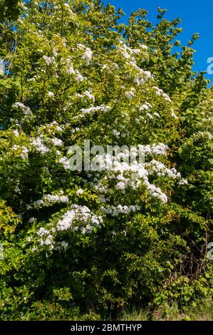 Mai fleurir sur une haie d'aubépine, Crataegus monogyna, le long d'une limite de champ de Norfolk. Banque D'Images