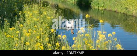 cygne blanc en colère dans l'eau bleue du canal hollandais derrière des fleurs de colza Banque D'Images