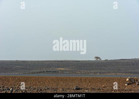 Arbre solitaire dans la dépression de Danakil, désert de pierre, Ethiopie Banque D'Images