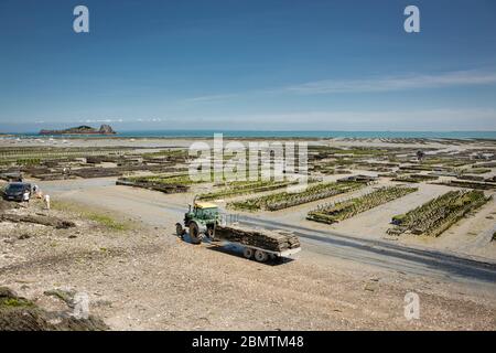 Ferme d'huîtres à marée basse dans le village de Cancale, Bretagne, France. Banque D'Images