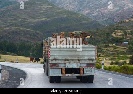 Mekele, Ethiopie - novembre 2018: Camion plein de chameaux à transporter sur la route dans la campagne éthiopienne Banque D'Images