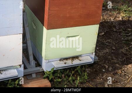 Forêt avec ruches et abeilles au début du printemps. Banque D'Images