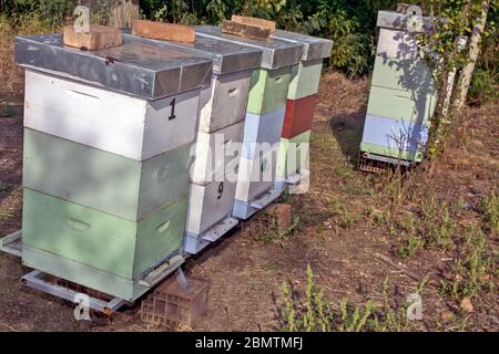 Forêt avec ruches et abeilles au début du printemps. Banque D'Images