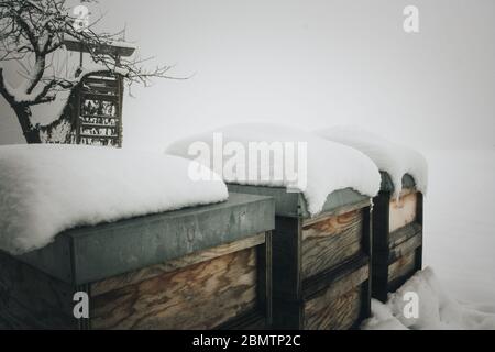 Ruches d'abeilles enneigées en hiver Banque D'Images